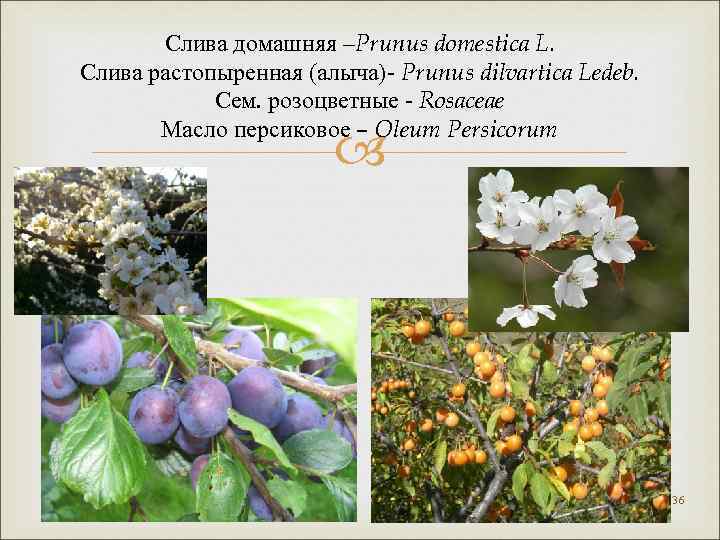 Слива домашняя –Prunus domestica L. Слива растопыренная (алыча)- Prunus dilvartica Ledeb. Сем. розоцветные -