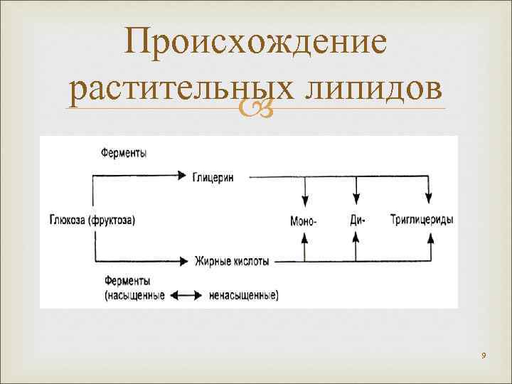 Происхождение растительных липидов 9 