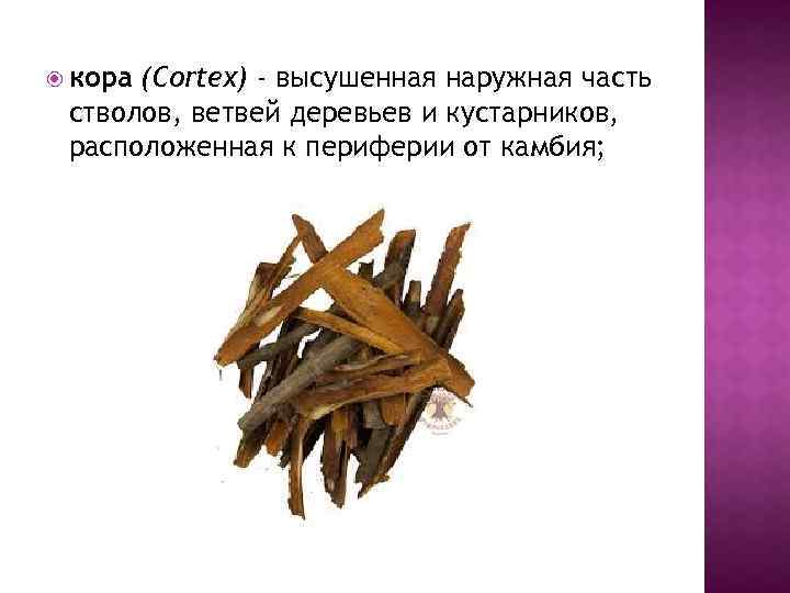  кора (Cortex) - высушенная наружная часть стволов, ветвей деревьев и кустарников, расположенная к
