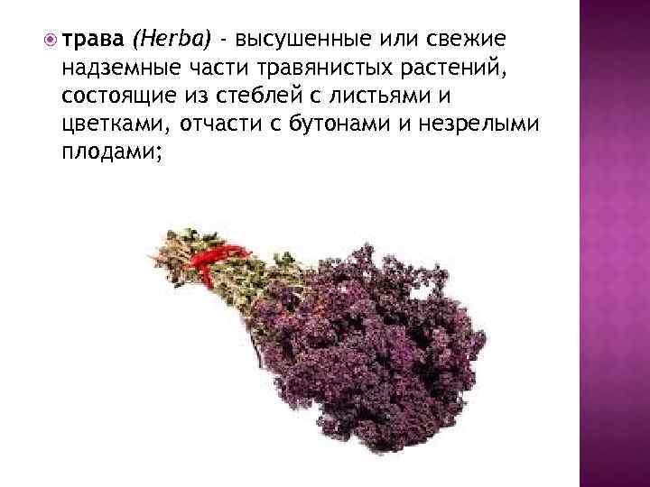  трава (Herba) - высушенные или свежие надземные части травянистых растений, состоящие из стеблей