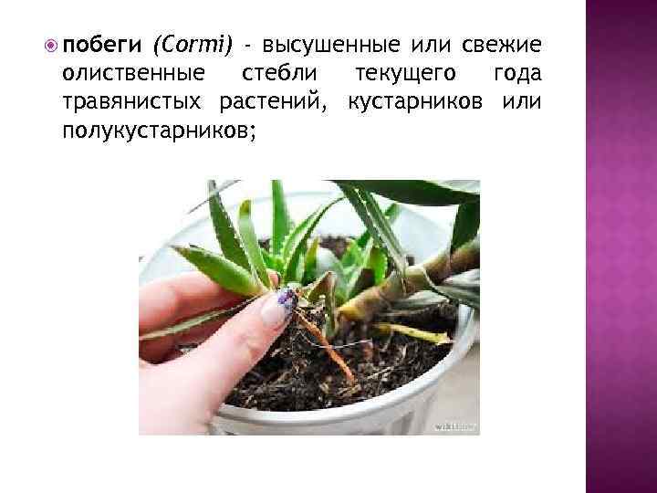  побеги (Cormi) - высушенные или свежие олиственные стебли текущего года травянистых растений, кустарников