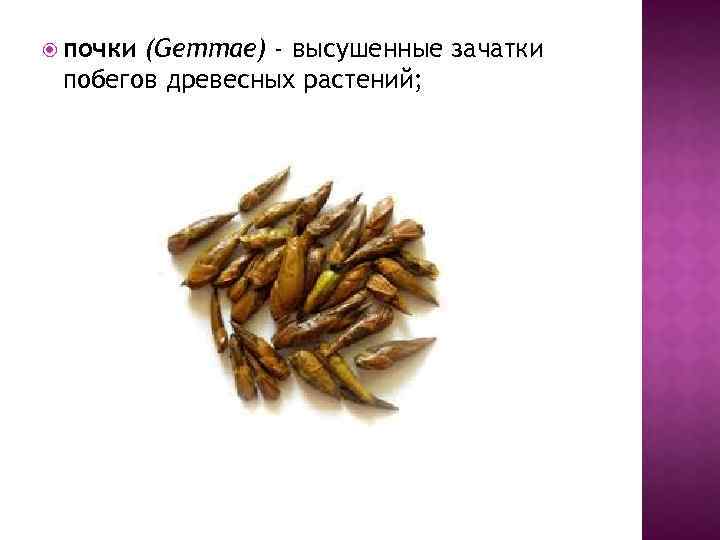  почки (Gemmae) - высушенные зачатки побегов древесных растений; 