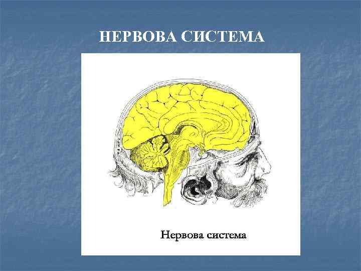 НЕРВОВА СИСТЕМА 