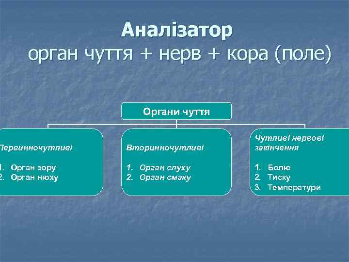 Аналізатор орган чуття + нерв + кора (поле) Органи чуття Первинночутливі Вторинночутливі 1. Орган