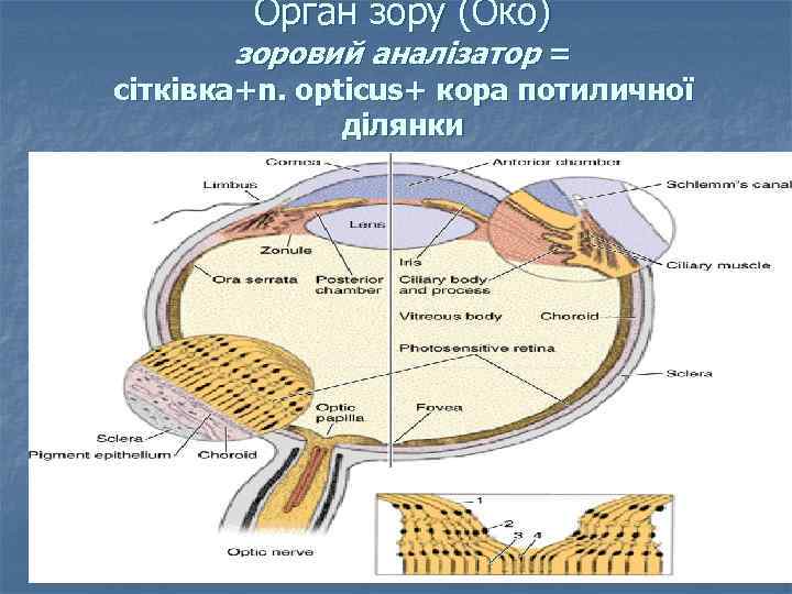 Орган зору (Око) зоровий аналізатор = сітківка+n. opticus+ кора потиличної ділянки 