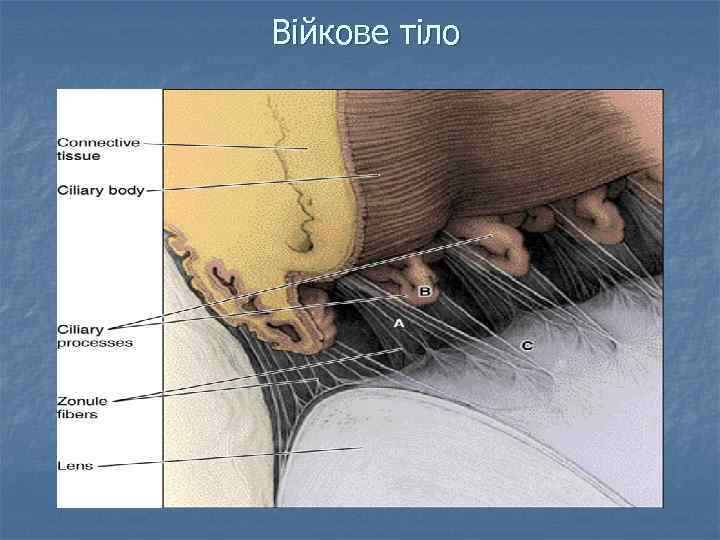 Війкове тіло 