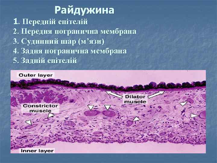 Райдужина 1. Передній епітелій 2. Передня погранична мембрана 3. Судинний шар (м’язи) 4. Задня