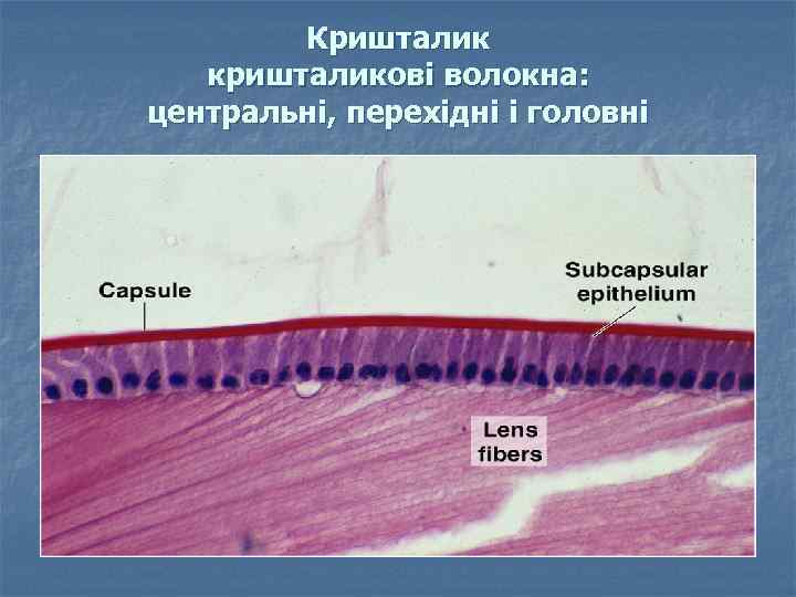 Кришталик кришталикові волокна: центральні, перехідні і головні 
