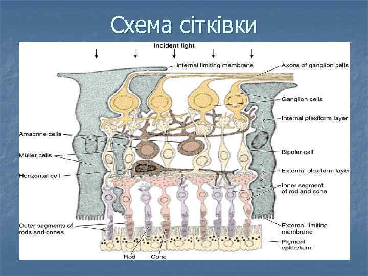 Схема сітківки 