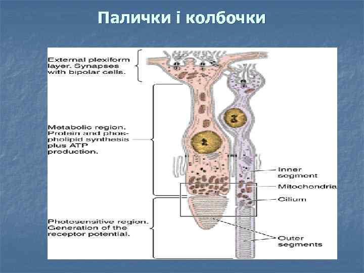 Палички і колбочки 