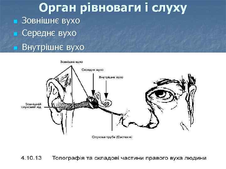 Орган рівноваги і слуху n Зовнішнє вухо Середнє вухо n Внутрішнє вухо n 