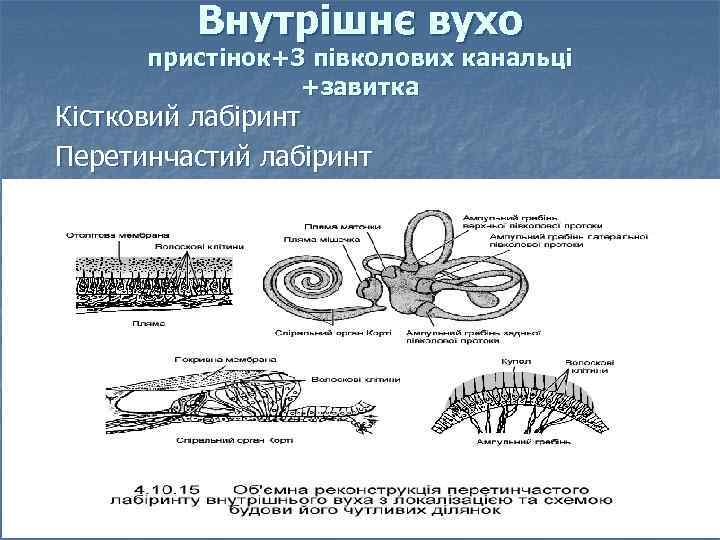 Внутрішнє вухо пристінок+3 півколових канальці +завитка Кістковий лабіринт Перетинчастий лабіринт 