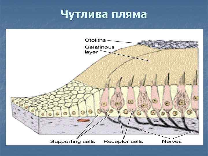 Чутлива пляма 