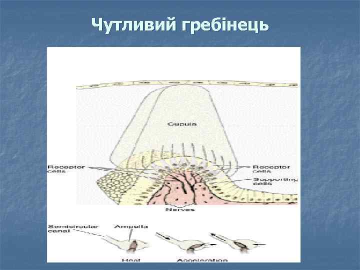 Чутливий гребінець 