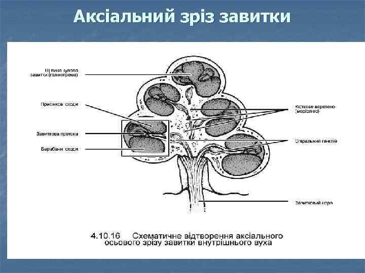 Аксіальний зріз завитки n 