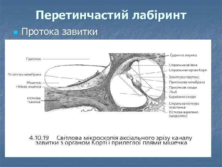 Перетинчастий лабіринт n Протока завитки 