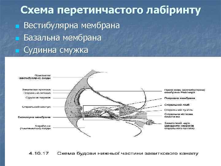 Схема перетинчастого лабіринту n n n Вестибулярна мембрана Базальна мембрана Судинна смужка 