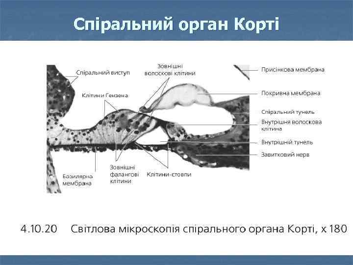 Спіральний орган Корті 