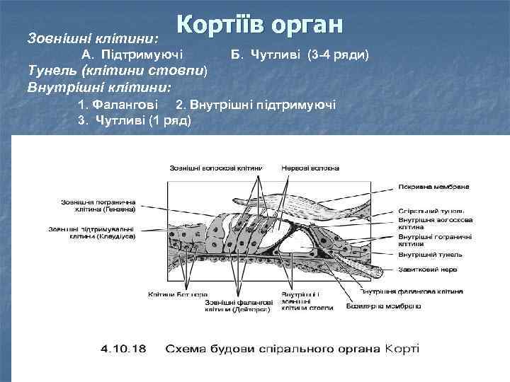 Зовнішні клітини: Кортіїв орган A. Підтримуючі Б. Чутливі (3 -4 ряди) Тунель (клітини стовпи)