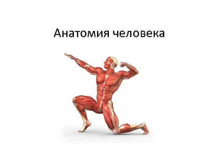 Анатомия человека 