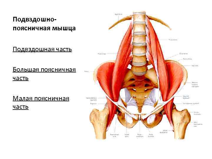 Подвздошнопоясничная мышца Подвздошная часть Большая поясничная часть Малая поясничная часть 