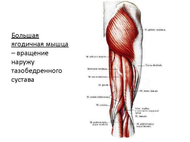 Большая ягодичная мышца – вращение наружу тазобедренного сустава 