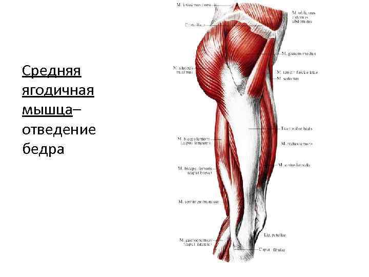 Средняя ягодичная мышца– отведение бедра 