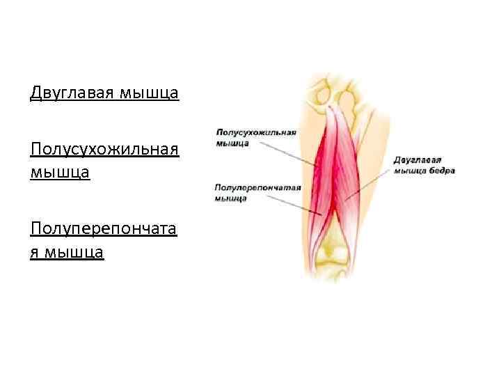 Двуглавая мышца Полусухожильная мышца Полуперепончата я мышца 