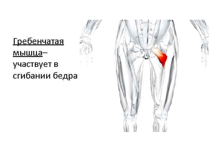 Гребенчатая мышца– участвует в сгибании бедра 