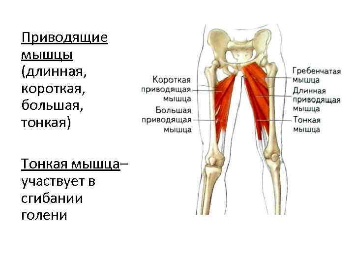 Приводящая мышца бедра фото