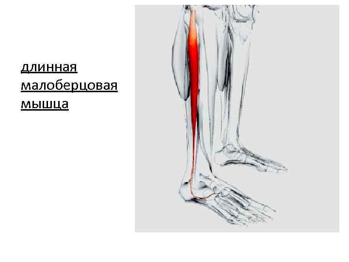 длинная малоберцовая мышца 