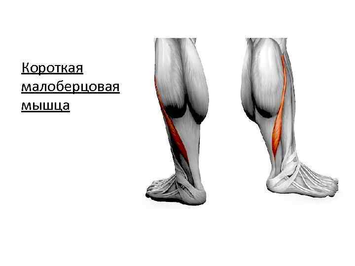 Короткая малоберцовая мышца 