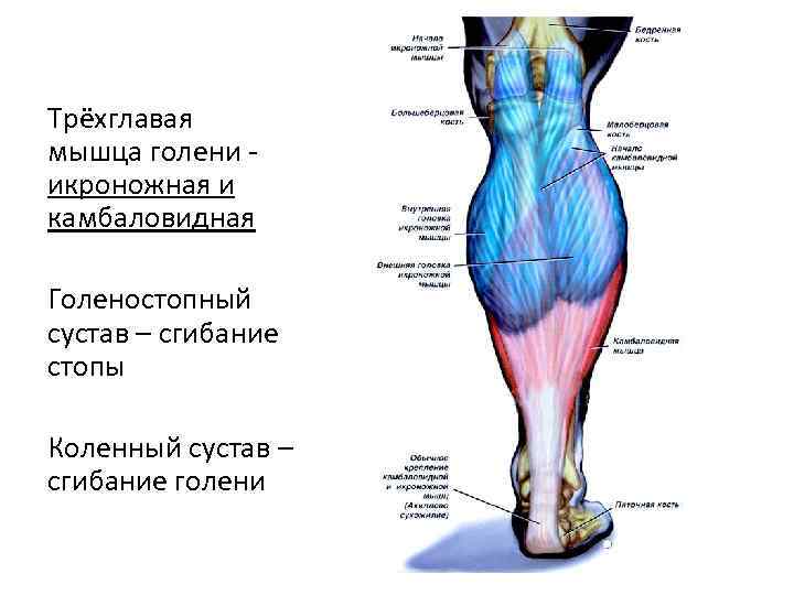 Икроножная мышца свело утром в кровати