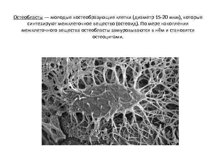 Остеобласты — молодые костеобразующие клетки (диаметр 15 -20 мкм), которые синтезируют межклеточное вещество (остеоид).