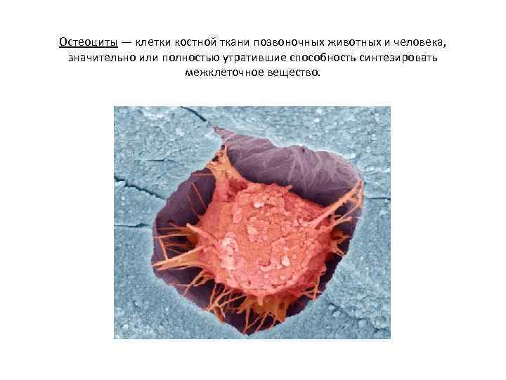 Остеоциты — клетки костной ткани позвоночных животных и человека, значительно или полностью утратившие способность