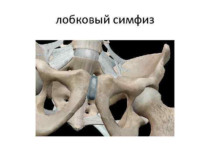 лобковый симфиз 