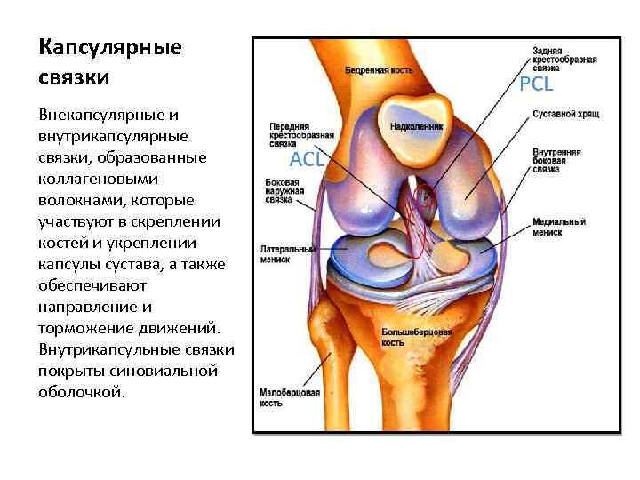 Капсулярные связки Внекапсулярные и внутрикапсулярные связки, образованные коллагеновыми волокнами, которые участвуют в скреплении костей