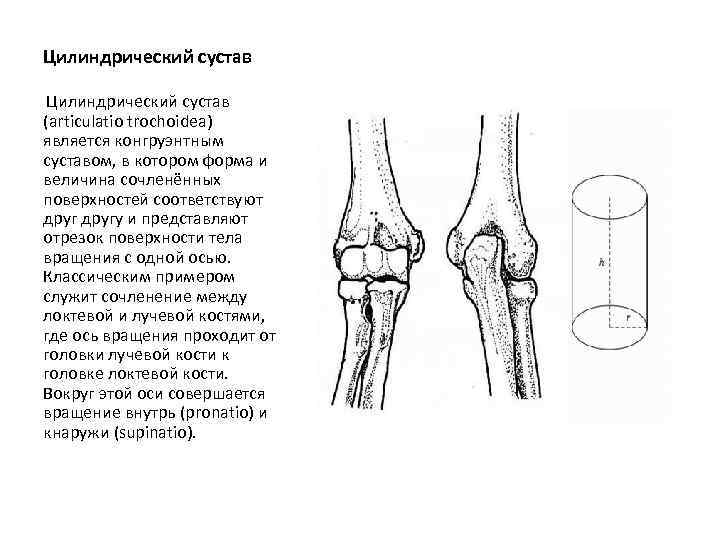 Цилиндрический сустав (articulatio trochoidea) является конгруэнтным суставом, в котором форма и величина сочленённых поверхностей