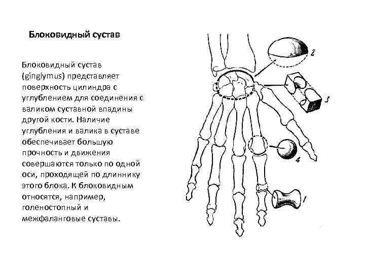 Блоковидный сустав (ginglymus) представляет поверхность цилиндра с углублением для соединения с валиком суставной впадины