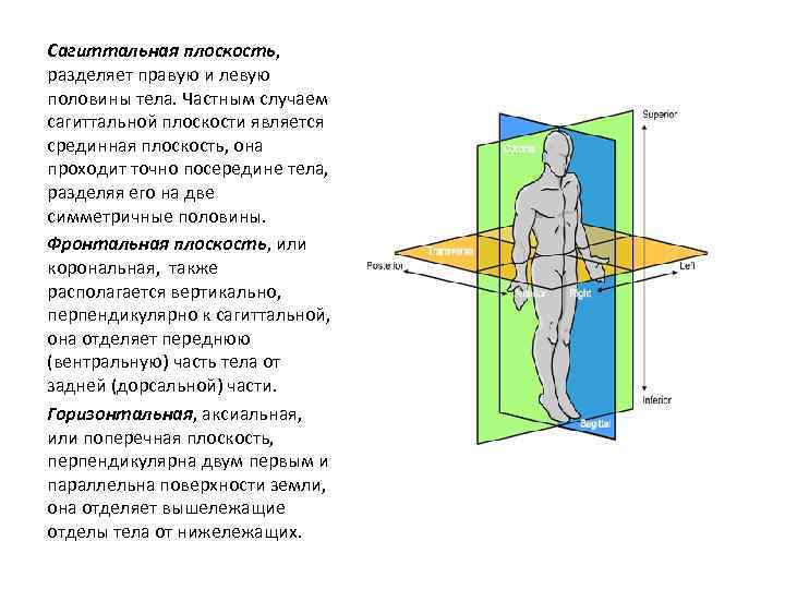 Сагиттальная плоскость, разделяет правую и левую половины тела. Частным случаем сагиттальной плоскости является срединная
