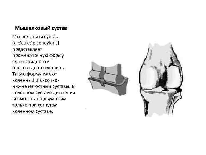 Мыщелковый сустав (articulatio condylaris) представляет промежуточную форму эллипсоидного и блоковидного суставов. Такую форму имеют