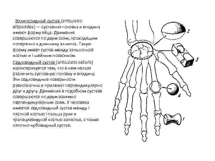 Эллипсоидный сустав (articulatio ellipsoidea) — суставная головка и впадина имеют форму яйца. Движения совершаются