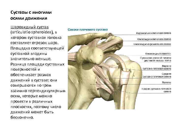 Суставы с многими осями движения Шаровидный сустав (articulatio spheroidea), в котором суставная головка составляет