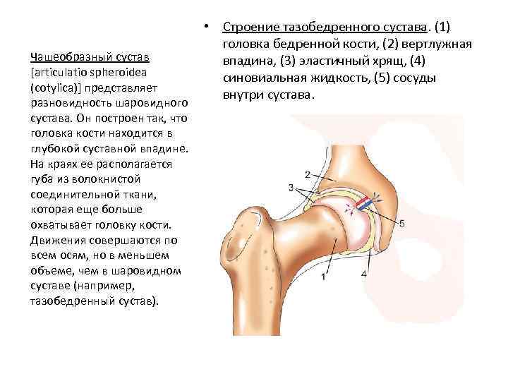 Чашеобразный сустав [articulatio spheroidea (cotylica)] представляет разновидность шаровидного сустава. Он построен так, что головка
