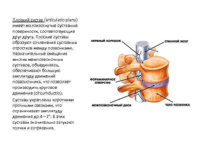 Плоский сустав (articulatio plana) имеет малоизогнутые суставные поверхности, соответствующие другу. Плоские суставы образуют сочленения