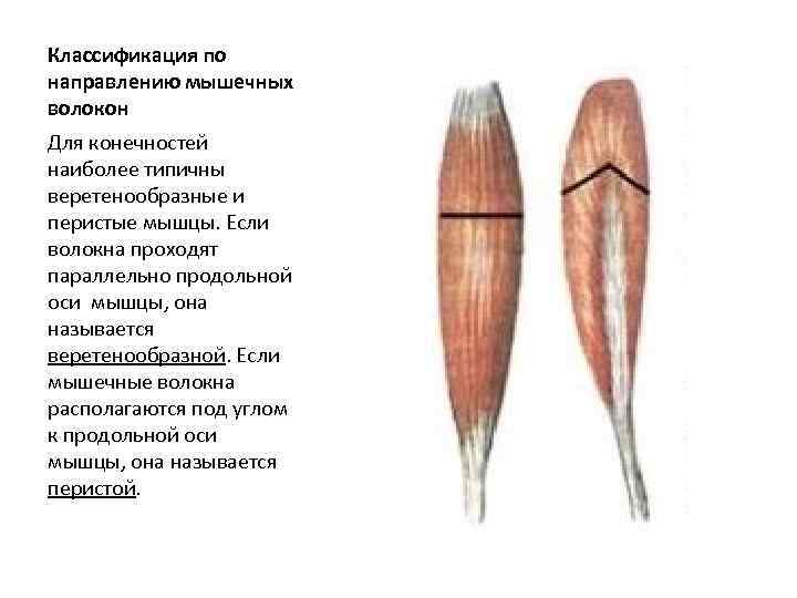 Классификация по направлению мышечных волокон Для конечностей наиболее типичны веретенообразные и перистые мышцы. Если