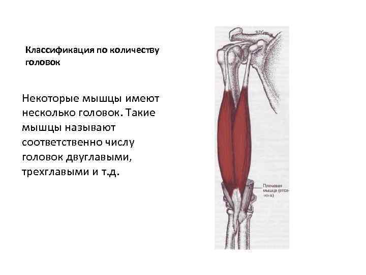 Классификация по количеству головок Некоторые мышцы имеют несколько головок. Такие мышцы называют соответственно числу