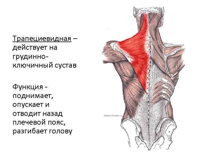 Трапециевидная – действует на грудинноключичный сустав Функция поднимает, опускает и отводит назад плечевой пояс,