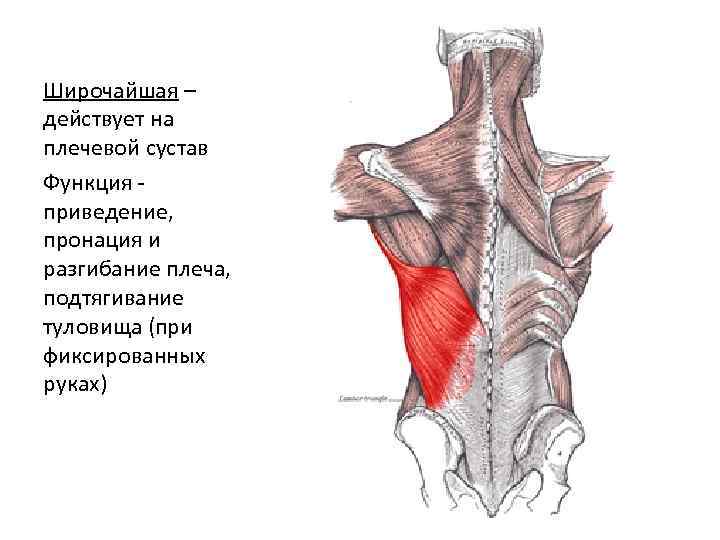 Широчайшая – действует на плечевой сустав Функция приведение, пронация и разгибание плеча, подтягивание туловища