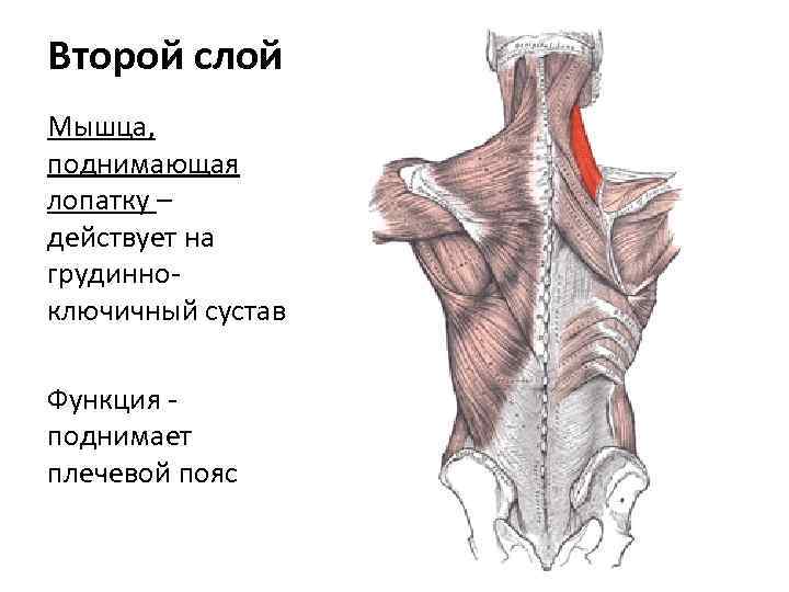 Второй слой Мышца, поднимающая лопатку – действует на грудинноключичный сустав Функция поднимает плечевой пояс
